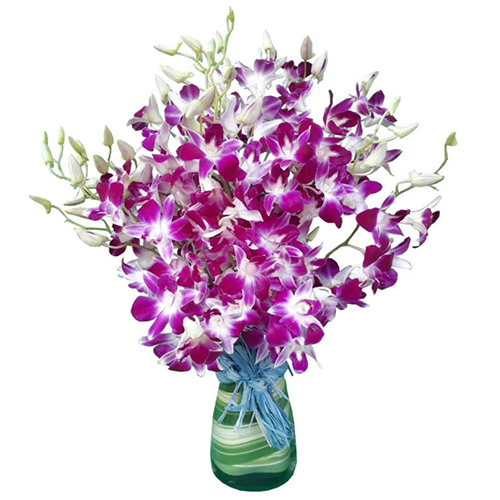 Fresh Orchids in Vase