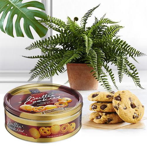 Attractive Gift of Bostern Fern Plant with Cookies