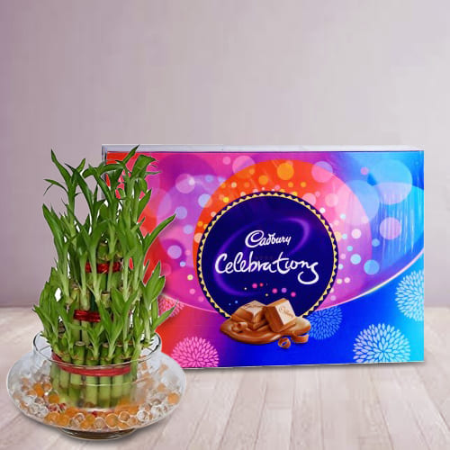 Gorgeous Two Tier Bamboo Plant with Cadbury Celebrations Chocolates