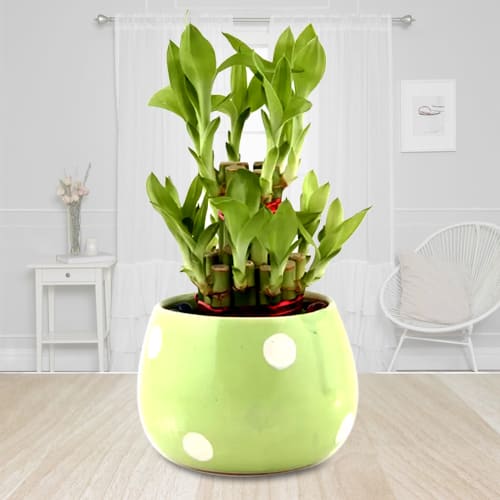 House Warming Selection of 2 Tier Bamboo Plant in Ceramic Pot