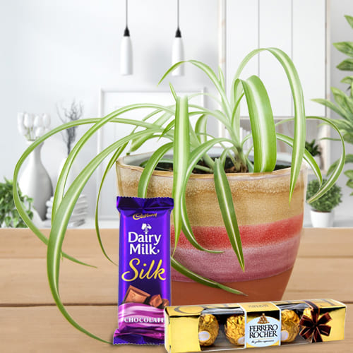 Exquisite Spider Plant in Plastic Pot with Cadbury Dairy Milk Silk and Ferrero Rocher