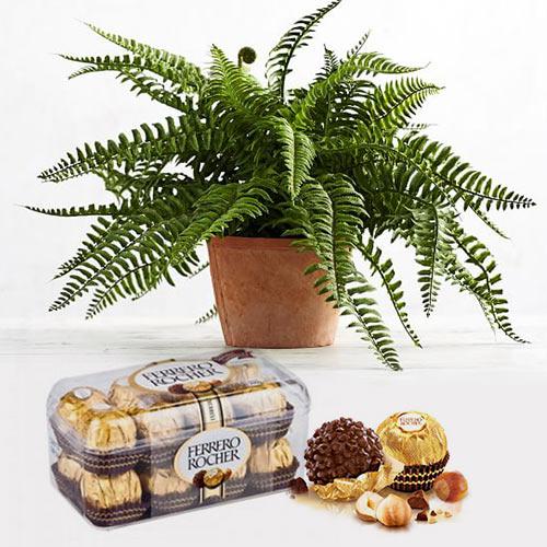 Exquisite Bostern Fern Indoor Plant with Chocolates