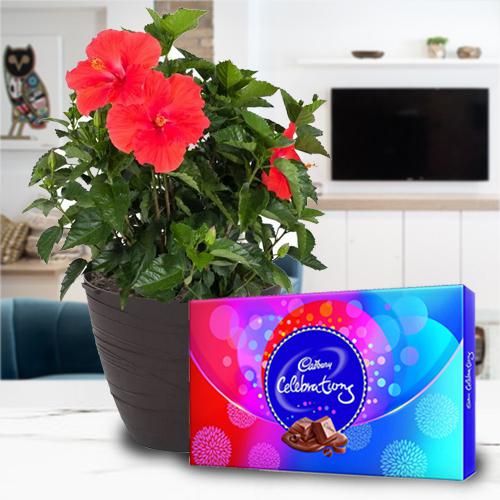 Indoor Present of Tropical Hibiscus Plant with Chocolate