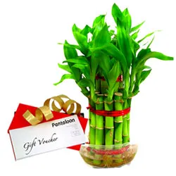 Little Luxury Bamboo Plant and Pantaloons Gift E Voucher