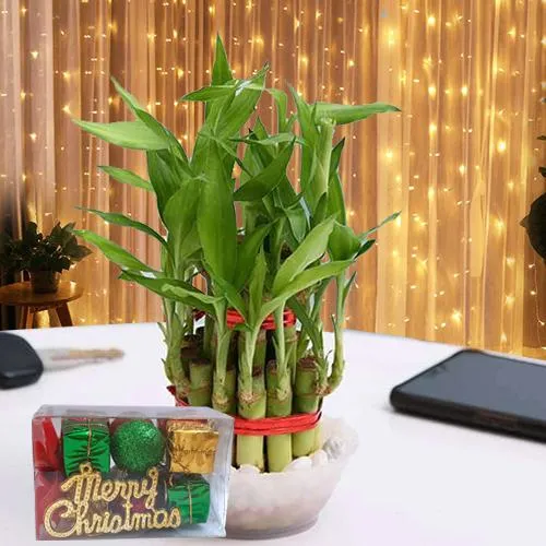 Good Luck Bamboo Plant N LED Light Gift Combo