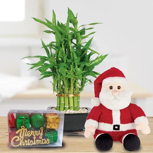 Two Layered Bamboo Plant N Santa Teddy Combo Gift