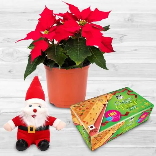 Wonderful Plants Gift Combo for XMas