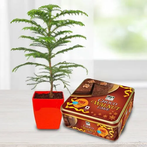 Stunning Araucaria Potted Plant N Bisk Farms Wallnut Cake