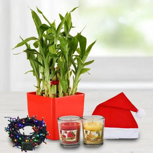 Wonderful Plant Gift Combo