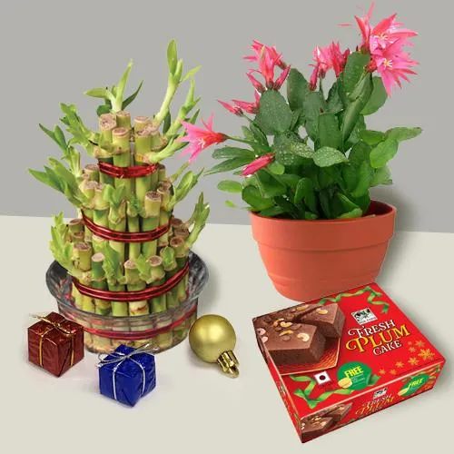 Perfect 3 Tier Lucky Bamboo n Cactus Plant with a Plum Cake for Christmas Gift