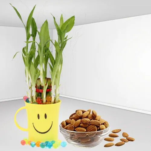 Happiness Galore Lucky Bamboo Plant with smiley Coffee Mug n Almond