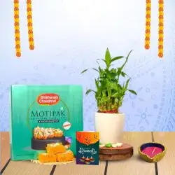 Bamboo Plant And Motipak Extravaganza