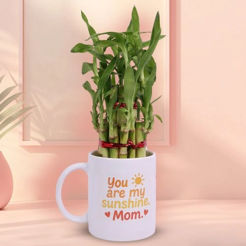 Mug with Lucky Bamboo Plant