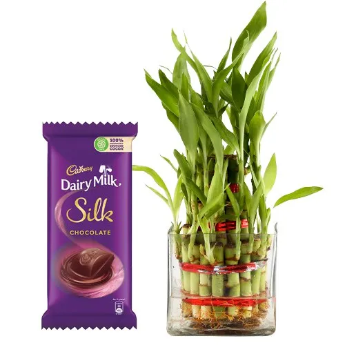 Remarkable Lucky Bamboo Plant with Cadbury Silk Chocolate Bar
