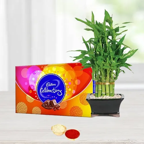 Cadbury Celebrations N Bamboo Plant Combo