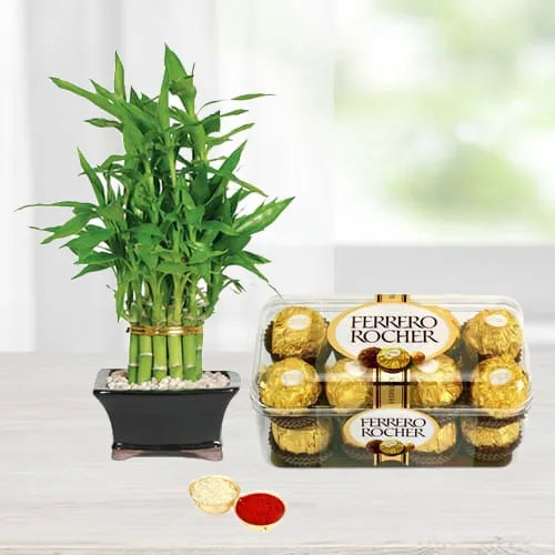 Ferrero Rocher Chocos N Bamboo Plant Combo