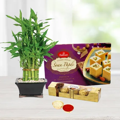 Bamboo Plant with Soan Papdi N Ferrero Rocher Chocolates