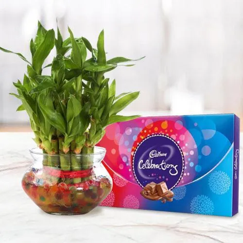 Exquisite 2 Tier Lucky Bamboo Plant N Cadbury Celebrations