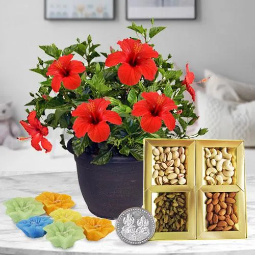 Amusing Assortments N Hibiscus Plants Combo