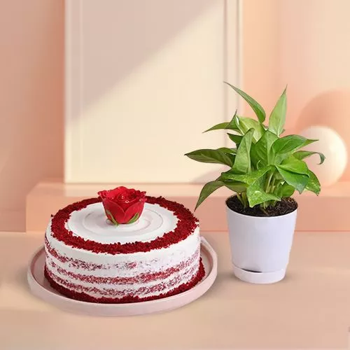Celebrate with Cake  N  Plant