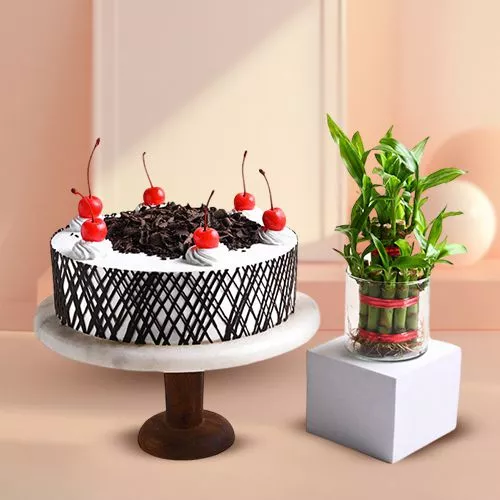 Lucky Bamboo  N  Sweet Celebration Combo