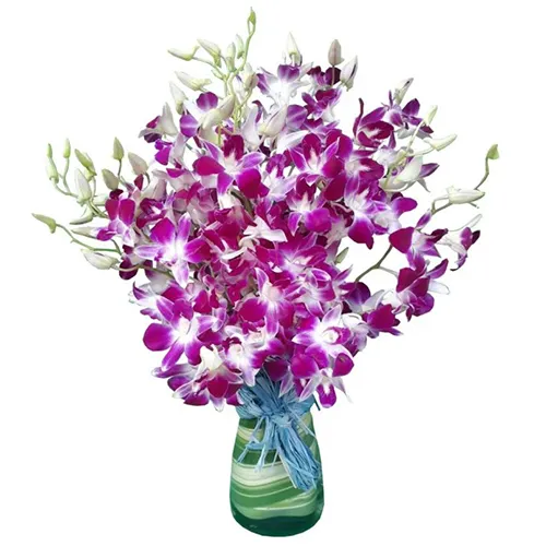 Orchids Dream in Vase