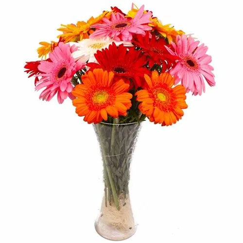 Dazzling Colorful Gerberas in a Glass Vase