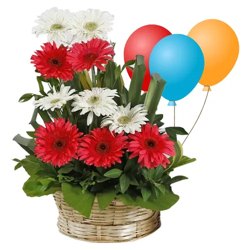 Pretty Arrangement of Mixed Gerberas N Balloons