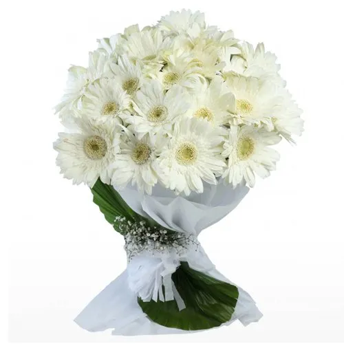 Graceful White Gerberas Bunch