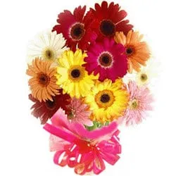 Tender Mixed Gerberas