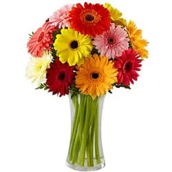 Gerbera Medley in Vase