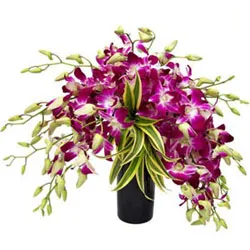 Splendid Orchids Arrangement in Glass Vase