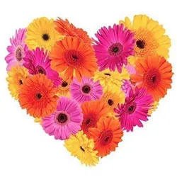 Joyful Emotions Gerberas Heart