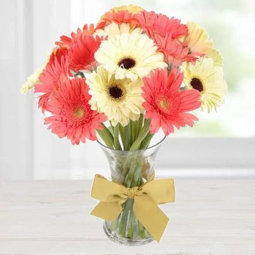 Multi Hued Gerberas in a Vase