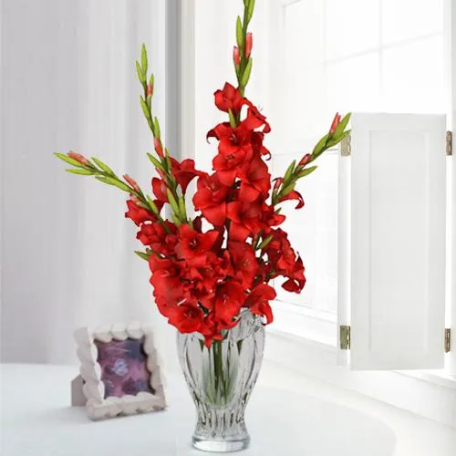 Red Gladiolus Glory in Vase