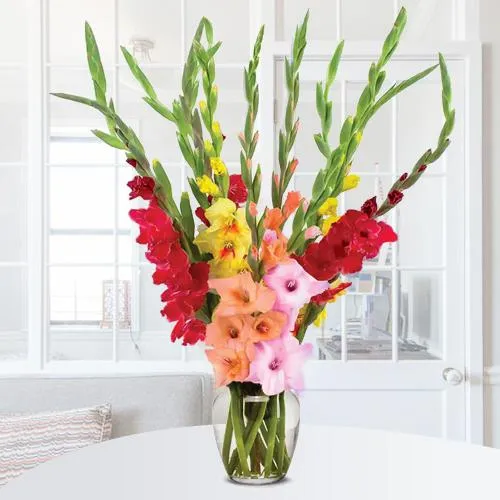 Mixed Color Gladiolus Charmer