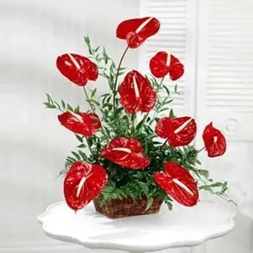 Magic Maker Red Anthurium