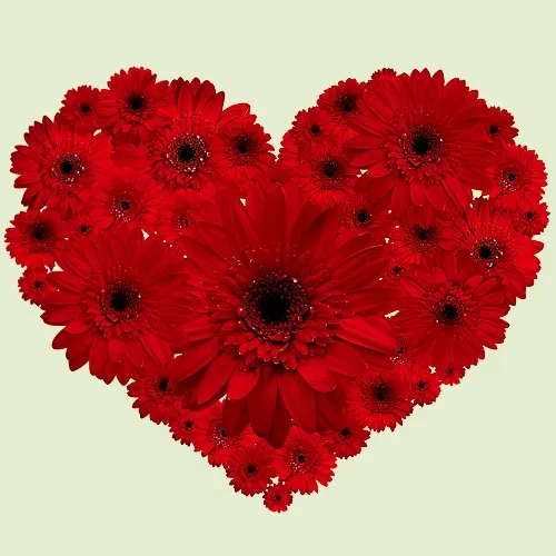 Arrangement of Red Gerberas in Heart Shape