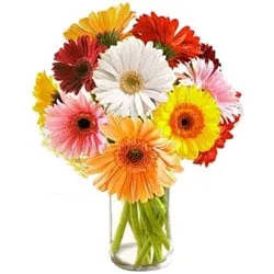 Fresh Cut Colorful Gerberas in Glass Vase