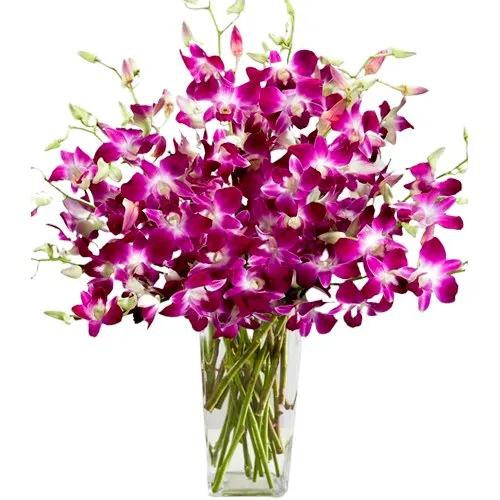 Vibrant Blossom Orchids