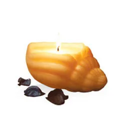 Remarkable IRIS Sea Shell Candle Set