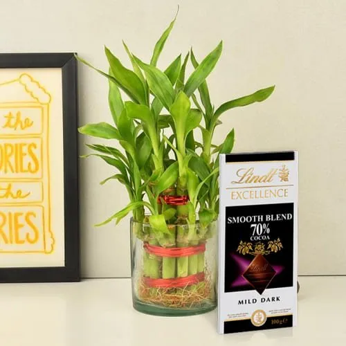 Amazing 2 Tier Lucky Bamboo Plant with Lindt Excellence Chocolate
