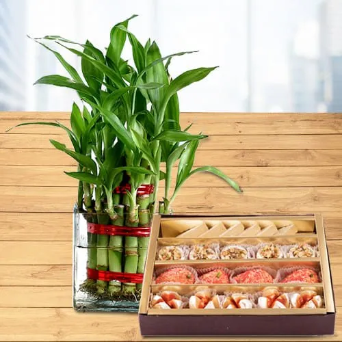 Two Layered Lucky Bamboo Stalks in Glass Pot with Haldiram Sweet Assortments