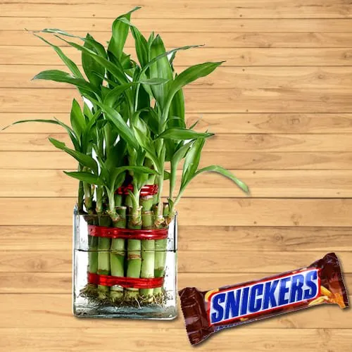 Two Layered Good Luck Bamboo Plant in Glass Pot with Snickers Chocolate