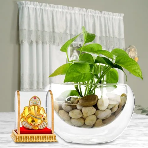 Exquisite Lord Ganesha Idol with Money Plant in Glass Vase