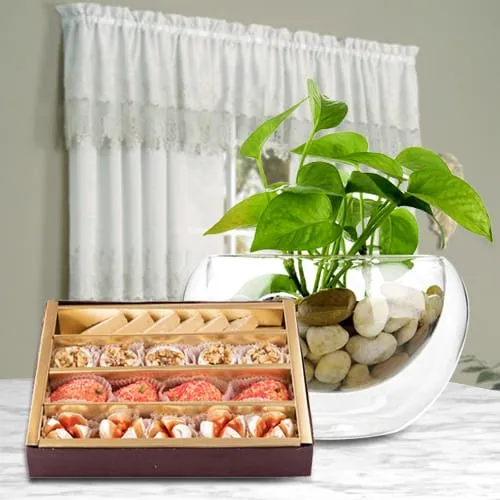 Remarkable Money Plant in Glass Pot with Assorted Sweets from Haldirams