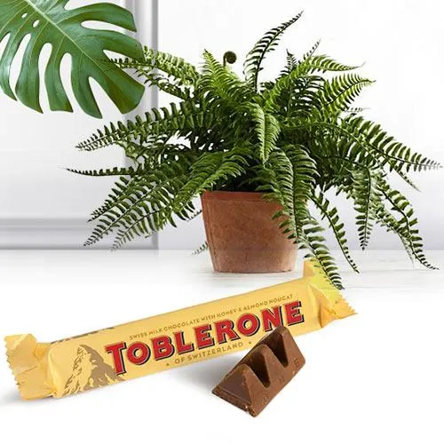 Blooming Bostern Fern House Plant N Chocolate Combo