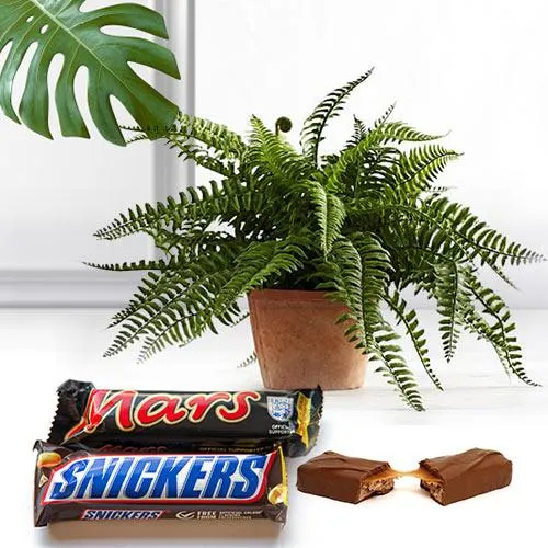 Aesthetic Air Purifier Indoor Plant with Chocolates