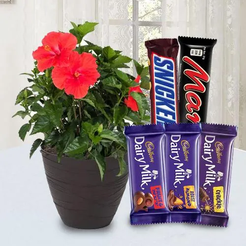 Delightful Selection of Flowering Pot with Chocolate Pack