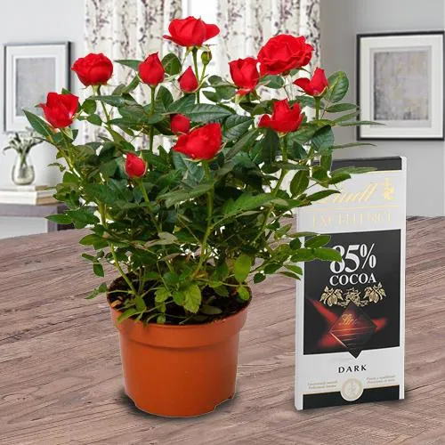 Aromatic Combo of Red Rose Plant with Chocolate